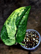 Scindapsus Jade Satin Variegated - Yellow Variegation - (July-30-46)