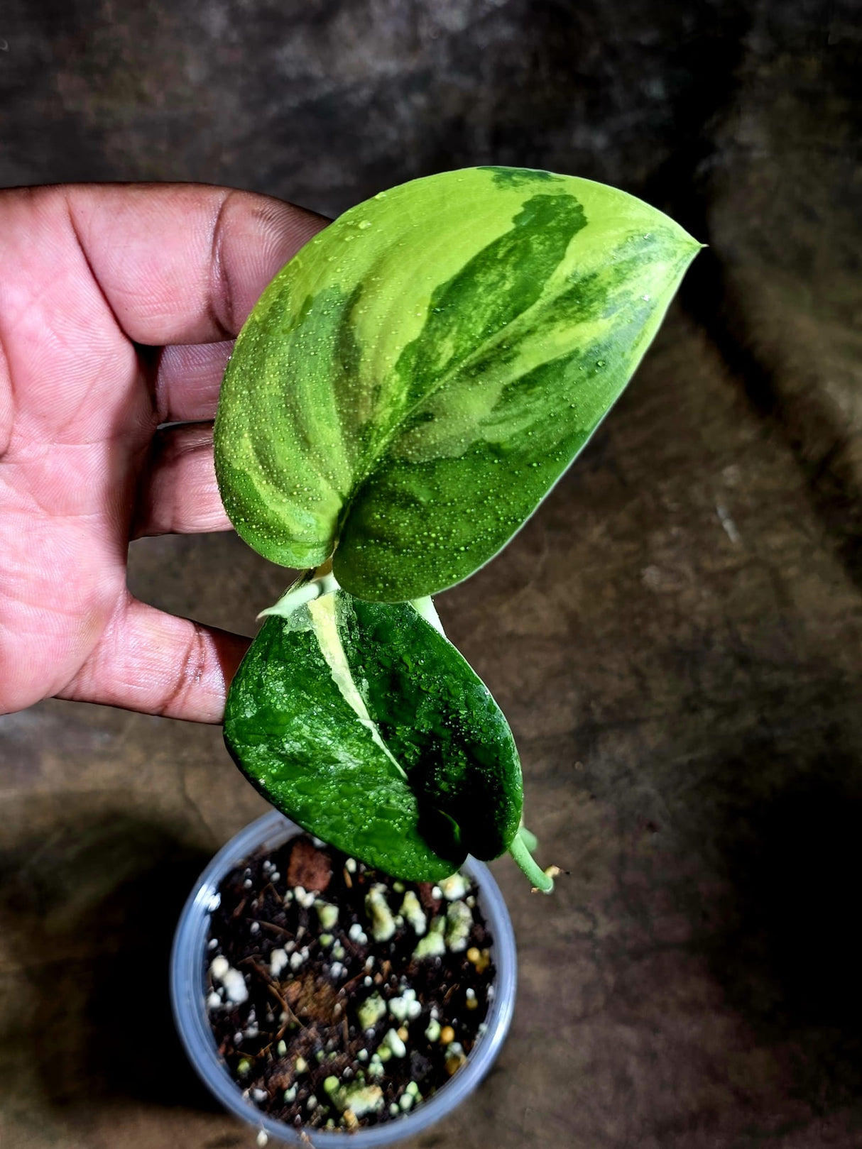 Scindapsus Jade Satin Variegated - Yellow Variegation - (July-30-47)