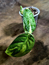 Scindapsus Jade Satin Variegated - Yellow Variegation - (July-30-47)