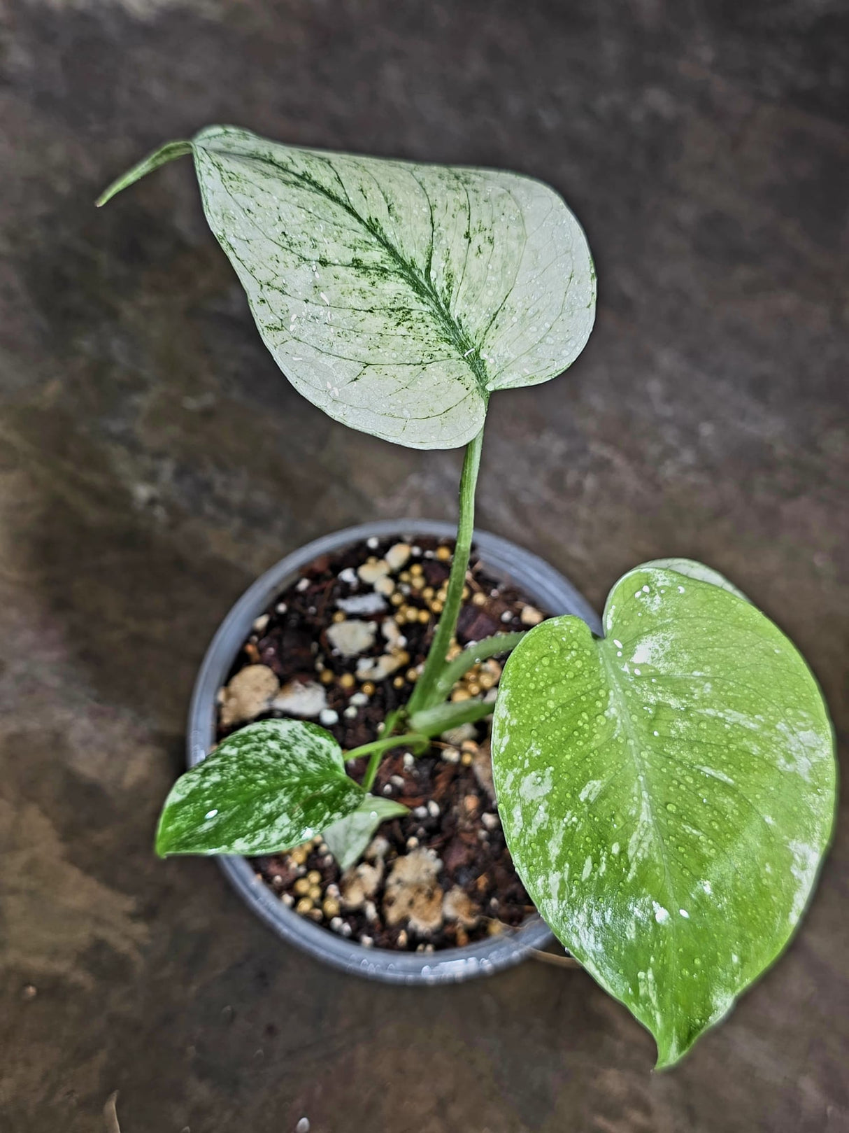 Variegated Monstera Deliciosa Mint - Rare Mint Monstera - (July-30-65)