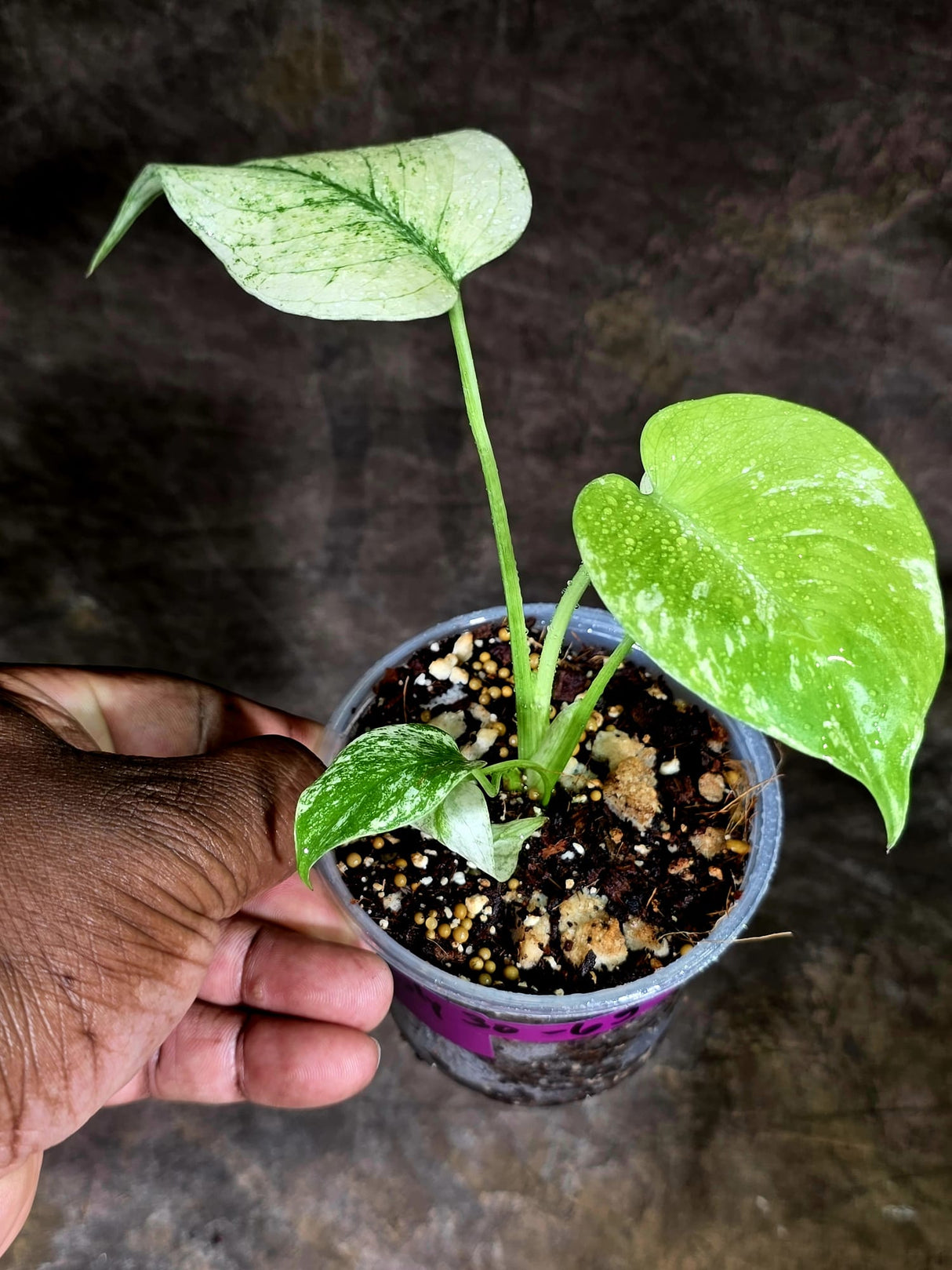 Variegated Monstera Deliciosa Mint - Rare Mint Monstera - (July-30-65)