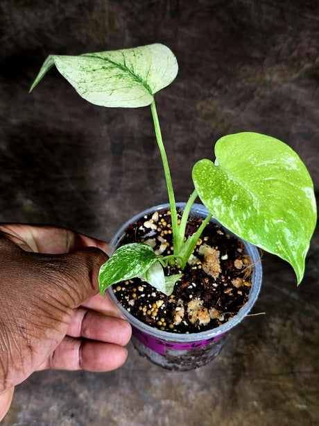 Variegated Monstera Deliciosa Mint - Rare Mint Monstera - (July-30-65)