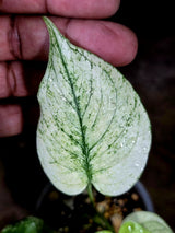 Variegated Monstera Deliciosa Mint - Rare Mint Monstera - (July-30-65)