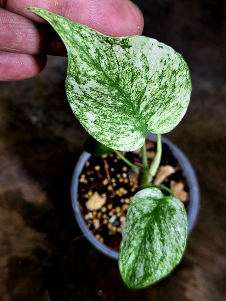 Variegated Monstera Deliciosa Mint - Rare Mint Monstera - (July-30-66)