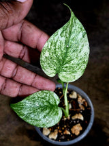 Variegated Monstera Deliciosa Mint - Rare Mint Monstera - (July-30-66)