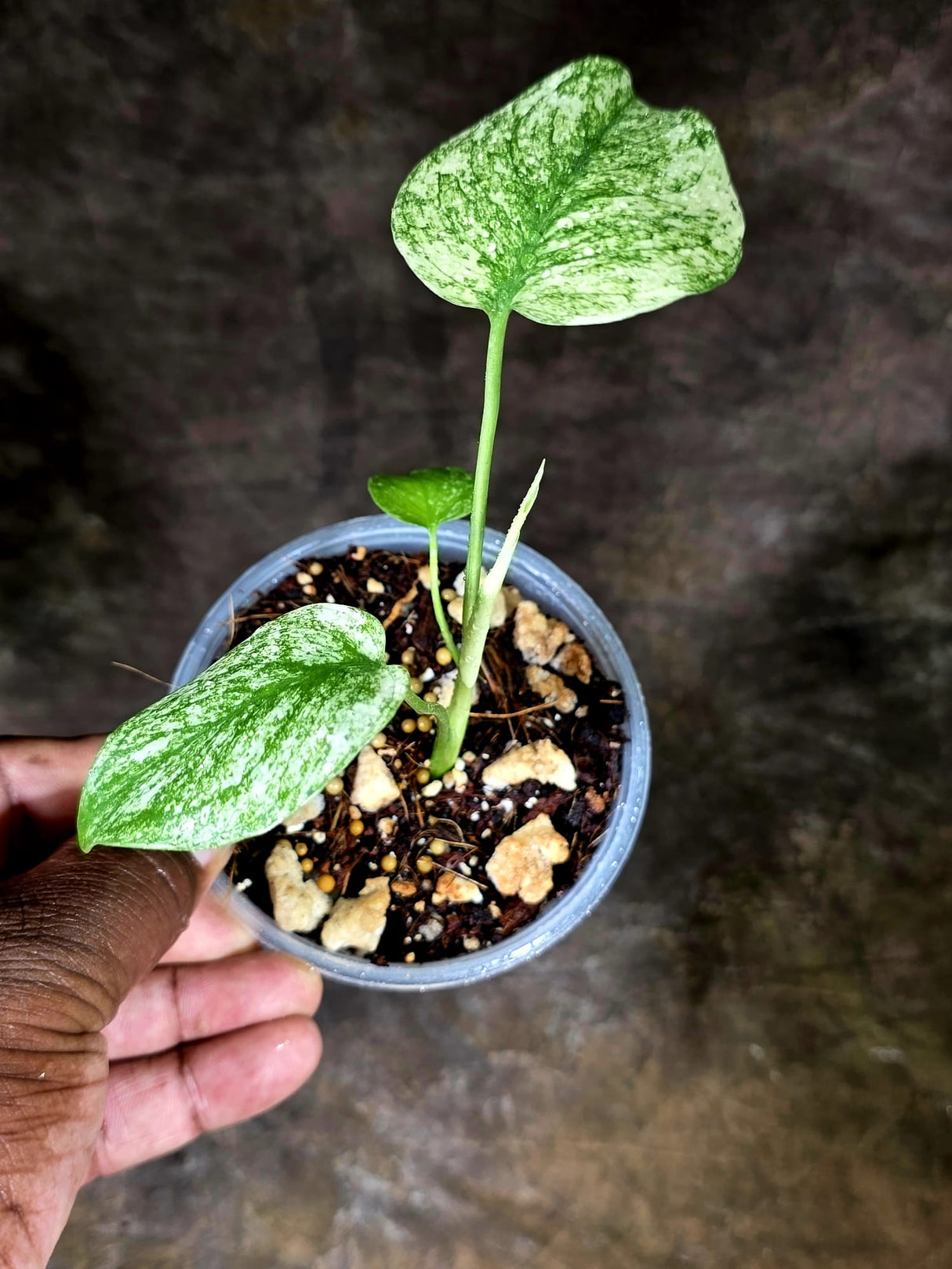 Variegated Monstera Deliciosa Mint - Rare Mint Monstera - (July-30-66)