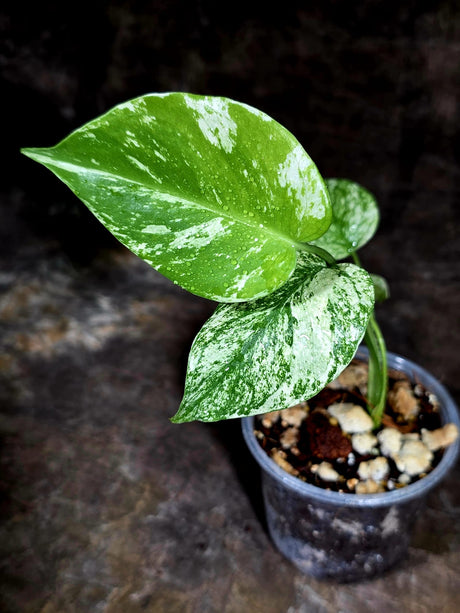 Variegated Monstera Deliciosa Mint - Rare Mint Monstera - (July-30-67)