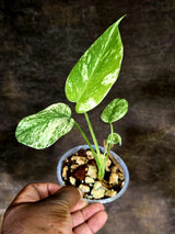 Variegated Monstera Deliciosa Mint - Rare Mint Monstera - (July-30-67)