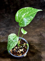 Variegated Monstera Deliciosa Mint - Rare Mint Monstera - (July-30-68)