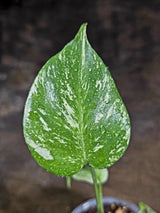 Variegated Monstera Deliciosa Mint - Rare Mint Monstera - (July-30-68)