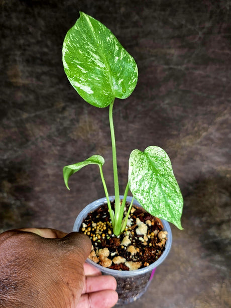 Variegated Monstera Deliciosa Mint - Rare Mint Monstera - (July-30-68)