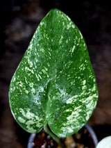 Variegated Monstera Deliciosa Mint - Rare Mint Monstera - (July-30-69)