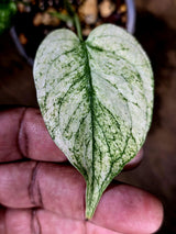 Variegated Monstera Deliciosa Mint - Rare Mint Monstera - (July-30-69)