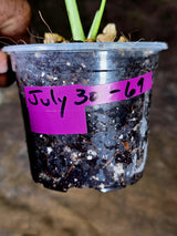 Variegated Monstera Deliciosa Mint - Rare Mint Monstera - (July-30-69)