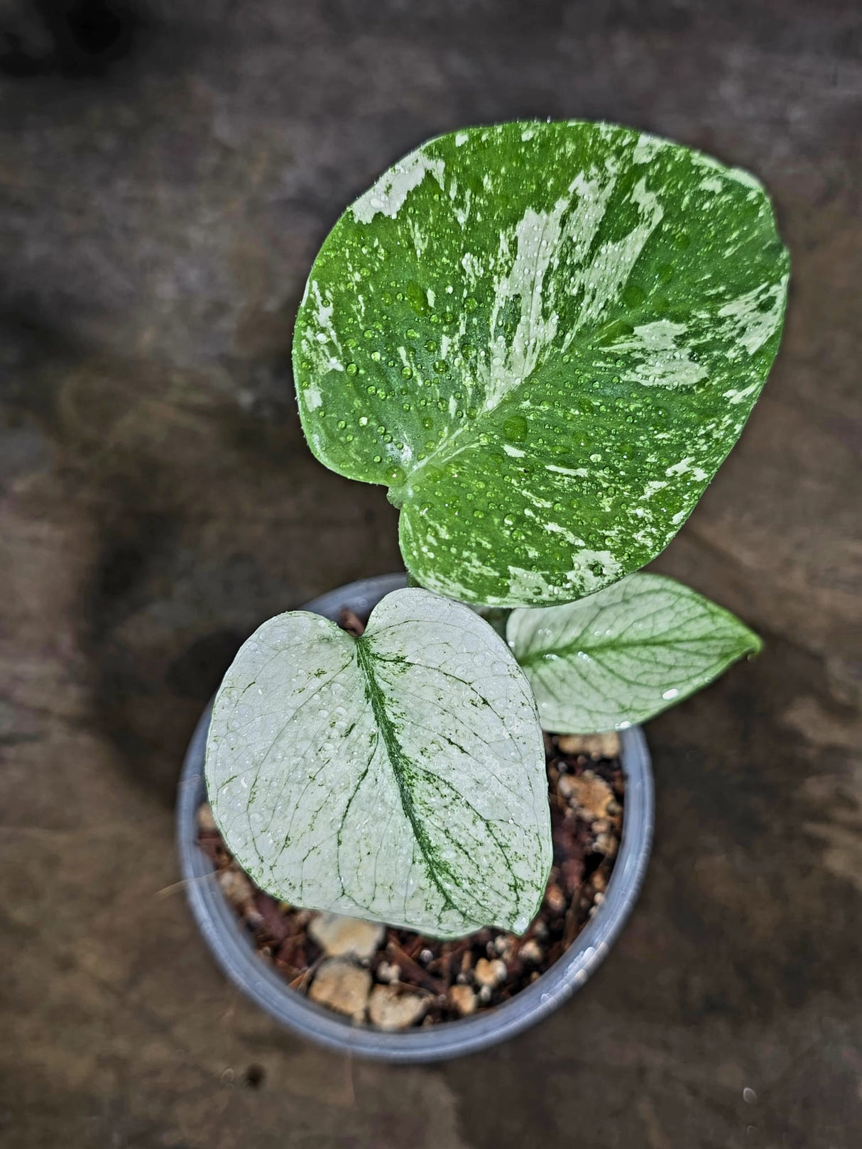Variegated Monstera Deliciosa Mint - Rare Mint Monstera - (July-30-70)