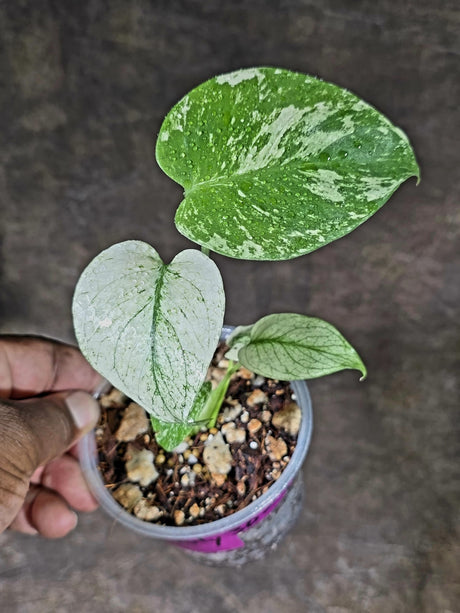 Variegated Monstera Deliciosa Mint - Rare Mint Monstera - (July-30-70)