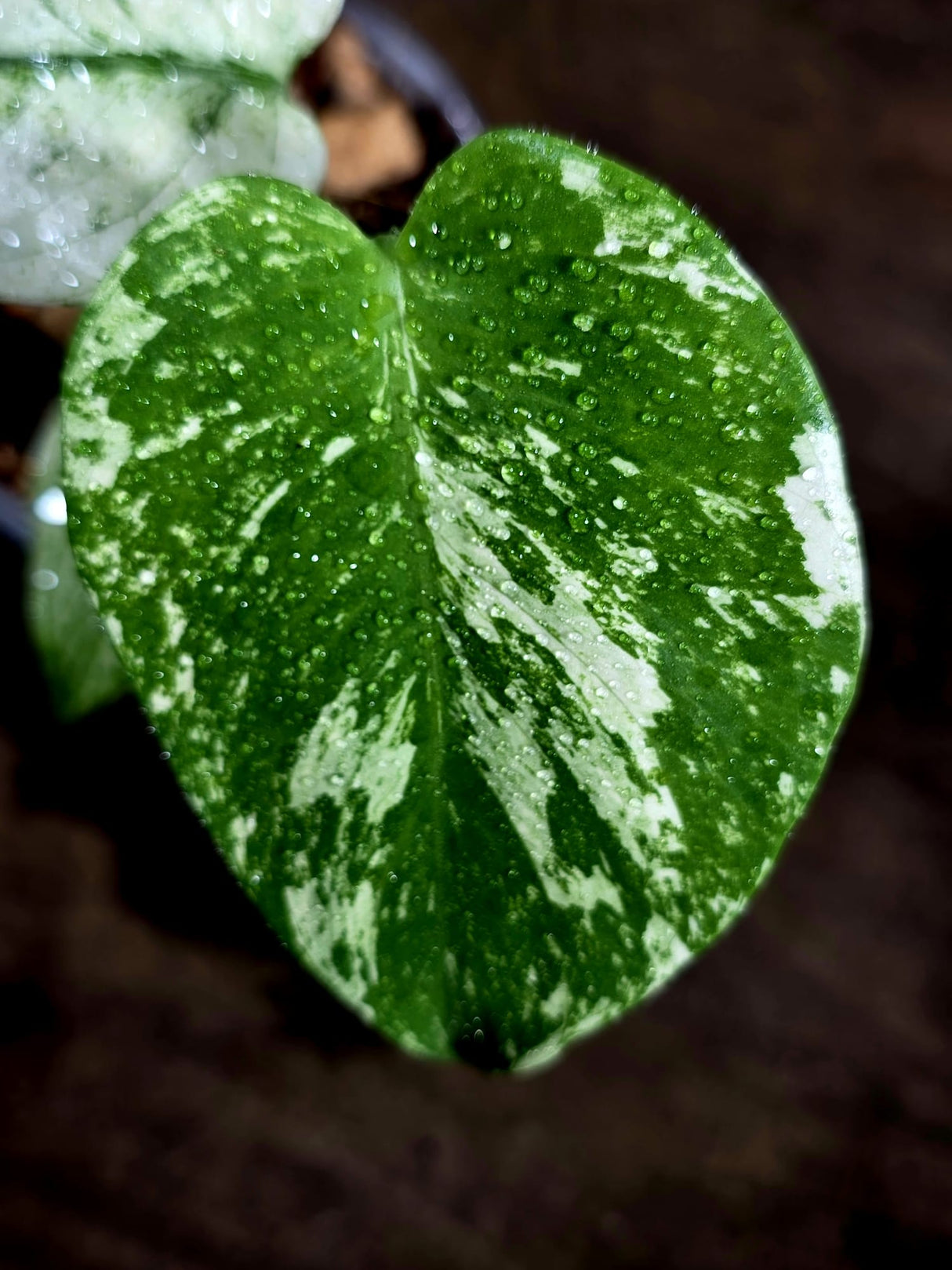 Variegated Monstera Deliciosa Mint - Rare Mint Monstera - (July-30-70)