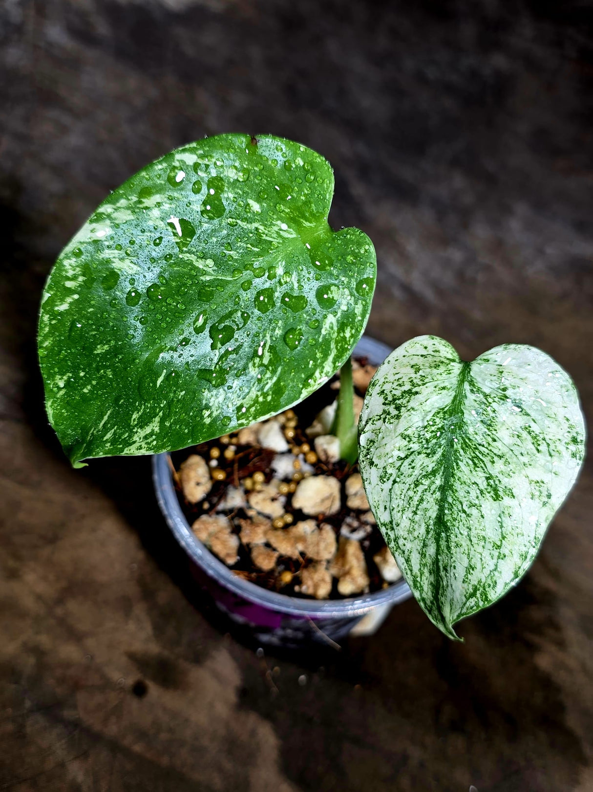 Variegated Monstera Deliciosa Mint - Rare Mint Monstera - (July-30-71)