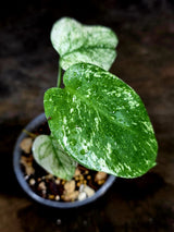 Variegated Monstera Deliciosa Mint - Rare Mint Monstera - (July-30-71)