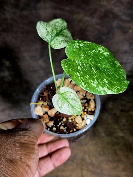 Variegated Monstera Deliciosa Mint - Rare Mint Monstera - (July-30-71)