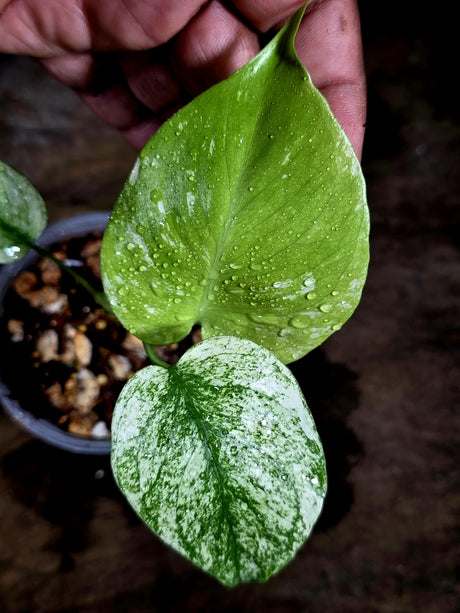 Variegated Monstera Deliciosa Mint - Rare Mint Monstera - (July-30-72)