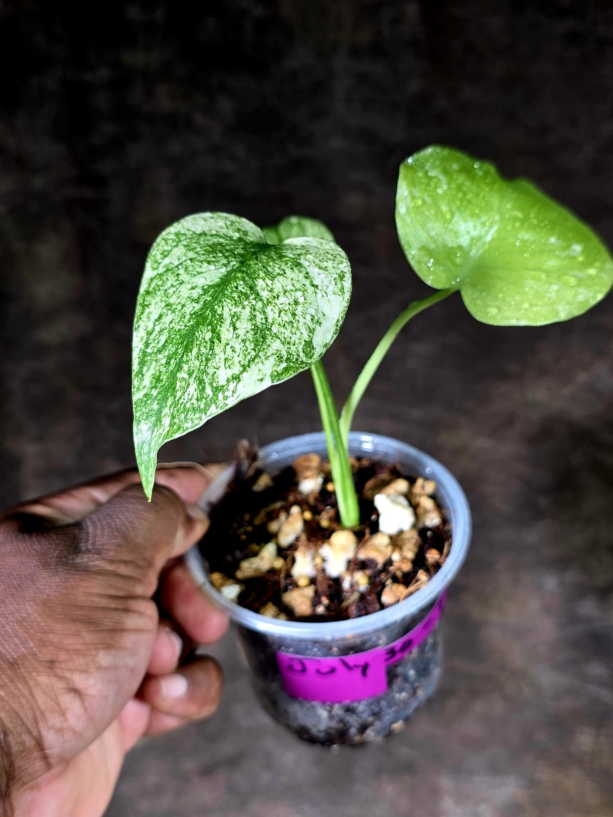 Variegated Monstera Deliciosa Mint - Rare Mint Monstera - (July-30-72)