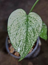 Variegated Monstera Deliciosa Mint - Rare Mint Monstera - (July-30-73)