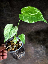 Variegated Monstera Deliciosa Mint - Rare Mint Monstera - (July-30-73)