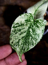 Variegated Monstera Deliciosa Mint - Rare Mint Monstera - (July-30-74)