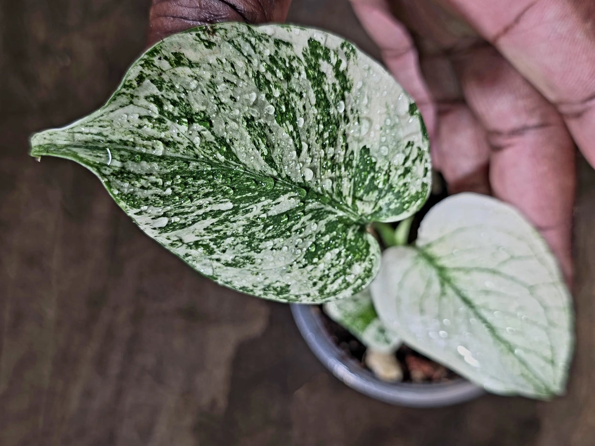 Variegated Monstera Deliciosa Mint - Rare Mint Monstera - (July-30-74)