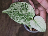 Variegated Monstera Deliciosa Mint - Rare Mint Monstera - (July-30-74)
