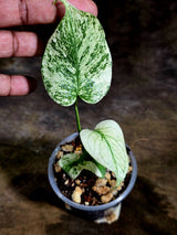 Variegated Monstera Deliciosa Mint - Rare Mint Monstera - (July-30-74)