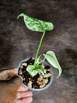 Variegated Monstera Deliciosa Mint - Rare Mint Monstera - (July-30-74)