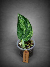 Scindapsus Jade Satin Variegated - Yellow Variegation - (July-30-38)