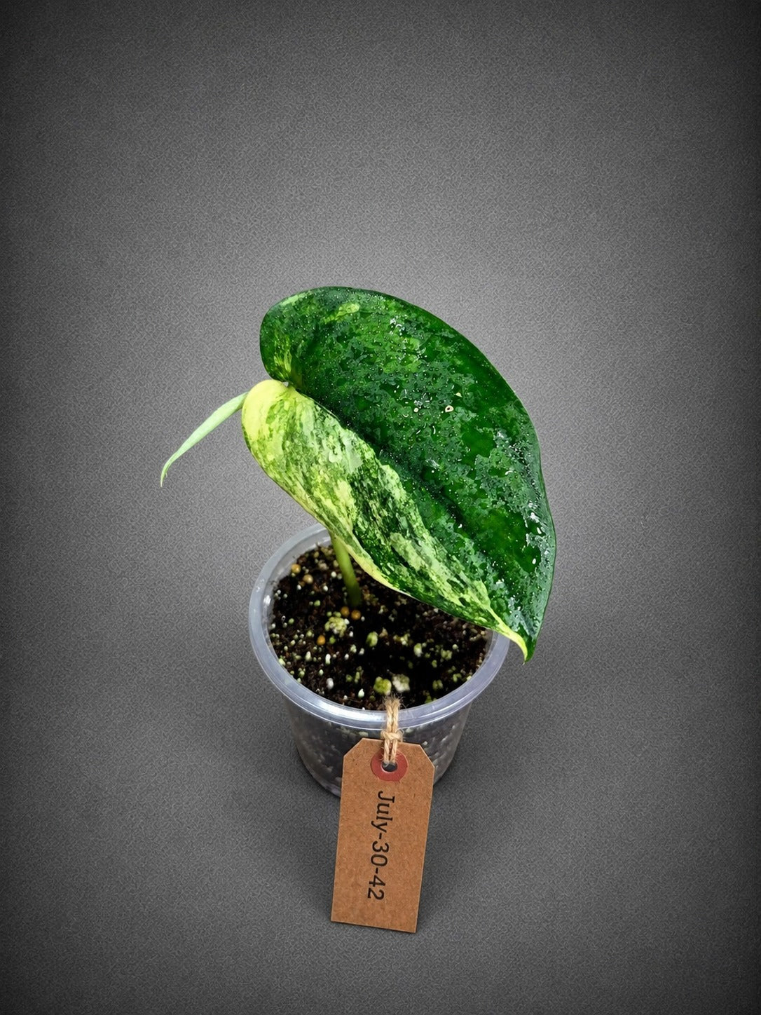 Scindapsus Jade Satin Variegated - Yellow Variegation - (July-30-42)
