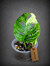 Monstera Adansonii Aurea Variegated - Swiss Cheese Premium (July-30-43)