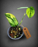 Scindapsus Jade Satin Variegated - Yellow Variegation - (July-30-45)