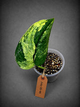 Scindapsus Jade Satin Variegated - Yellow Variegation - (July-30-46)