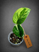 Scindapsus Jade Satin Variegated - Yellow Variegation - (July-30-47)