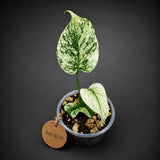 Variegated Monstera Deliciosa Mint - Rare Mint Monstera - (July-30-74)