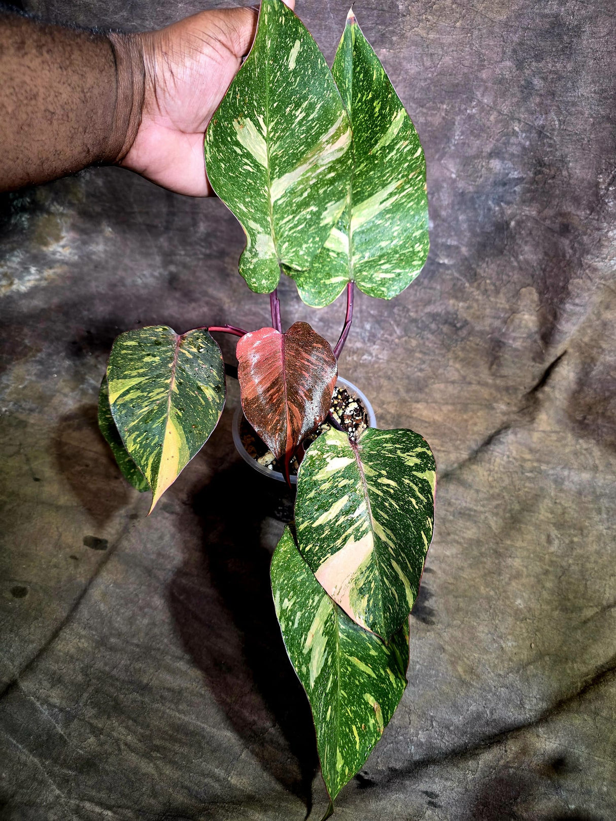 Philodendron Orange Princess - Rare Collector Plant (July-31-15)