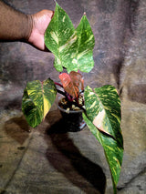 Philodendron Orange Princess - Rare Collector Plant (July-31-15)