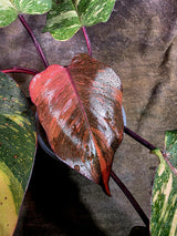 Philodendron Orange Princess - Rare Collector Plant (July-31-15)