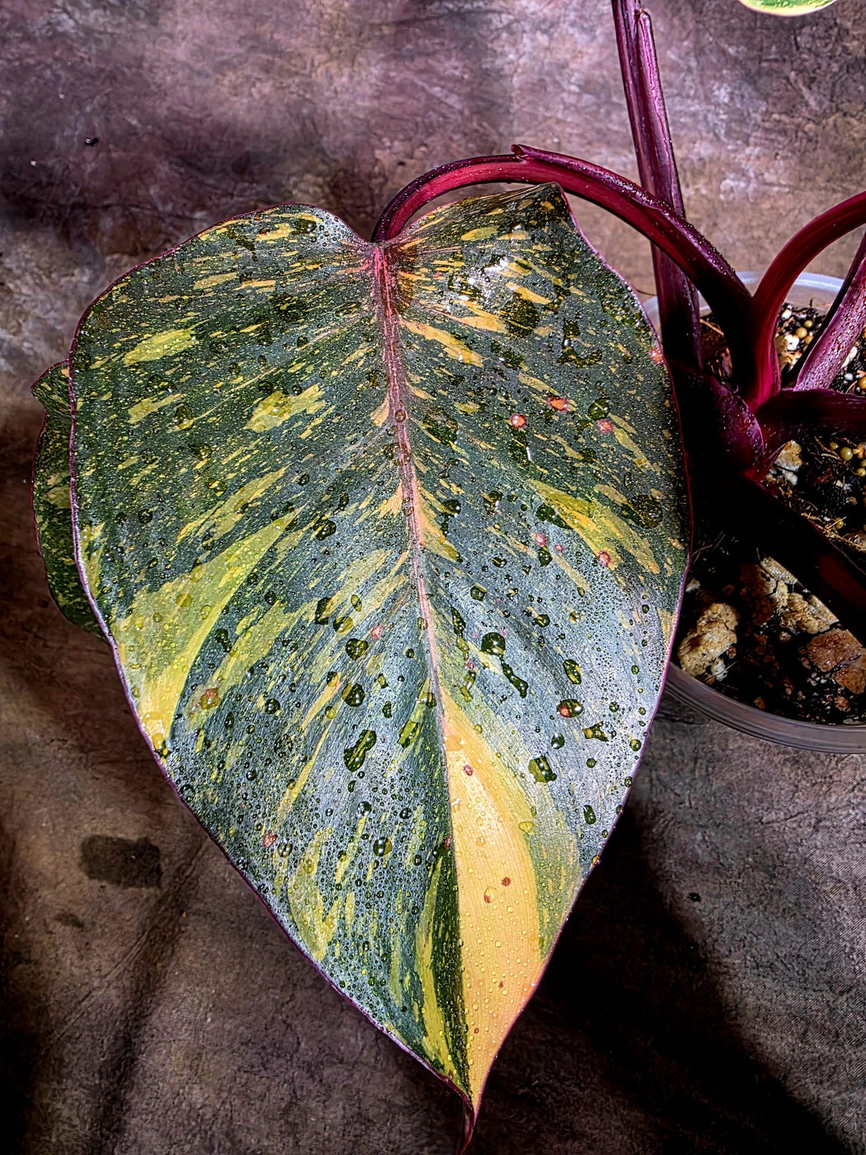 Philodendron Orange Princess - Rare Collector Plant (July-31-15)