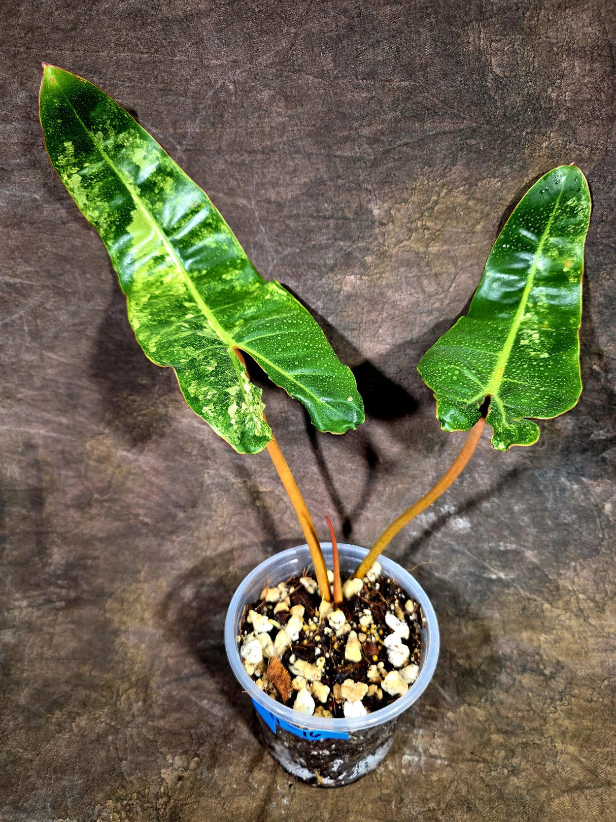 Super Rare Billietiae Variegated - Philodendron Variegated Billietiae Pot - (July-31-16)