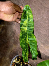Super Rare Billietiae Variegated - Philodendron Variegated Billietiae Pot - (July-31-16)