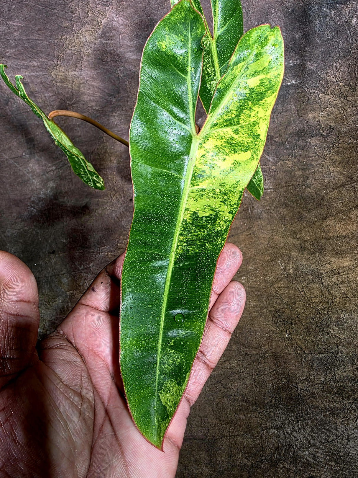 Super Rare Billietiae Variegated - Philodendron Variegated Billietiae Pot - (July-31-18)