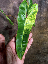 Super Rare Billietiae Variegated - Philodendron Variegated Billietiae Pot - (July-31-18)