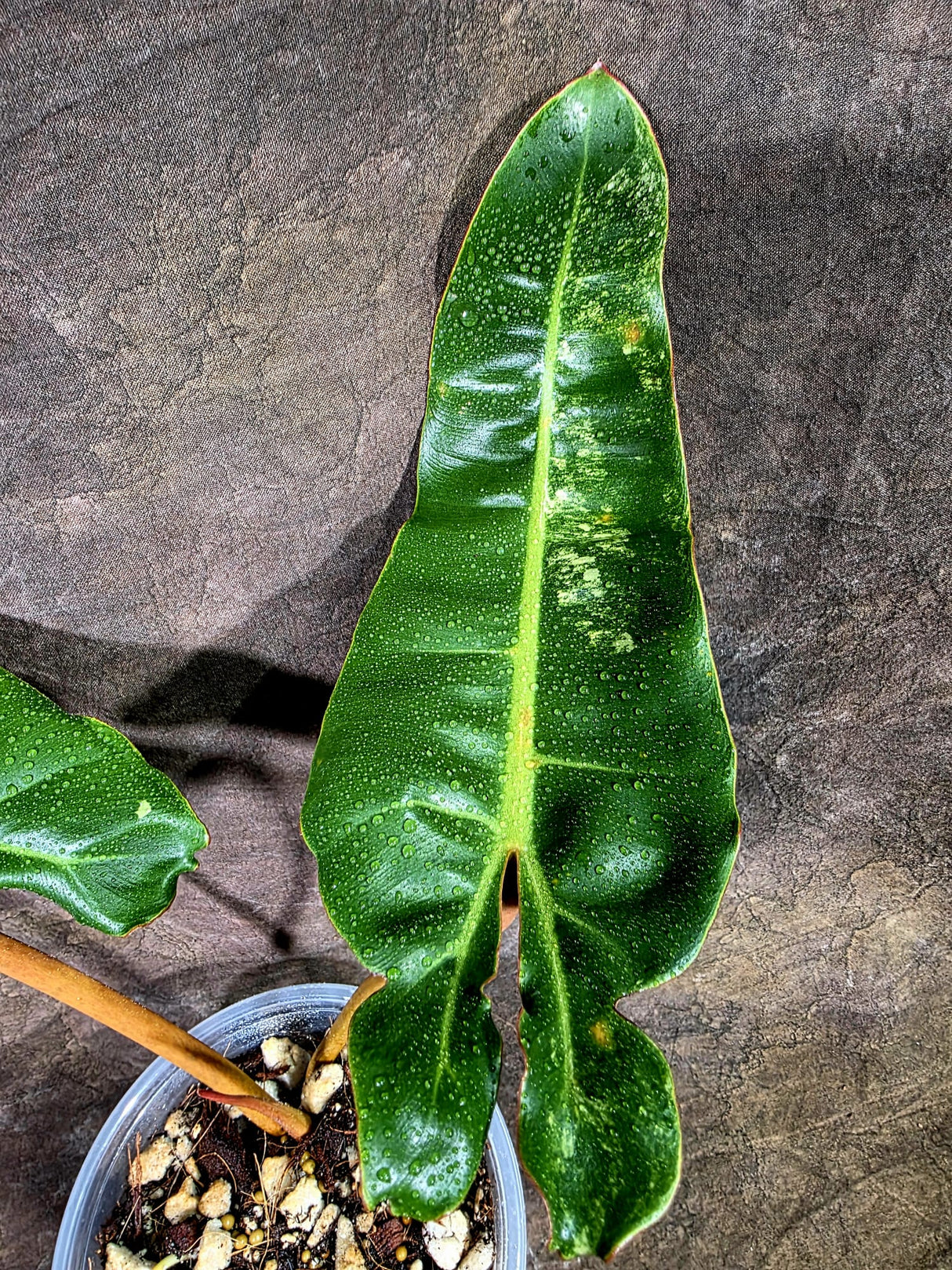 Super Rare Billietiae Variegated - Philodendron Variegated Billietiae Pot - (July-31-16)