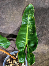 Super Rare Billietiae Variegated - Philodendron Variegated Billietiae Pot - (July-31-16)